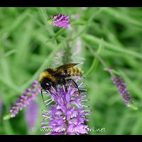 foto Gele Hommel