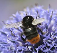 foto van grote steen hommel