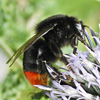 foto Bombus lapidarius