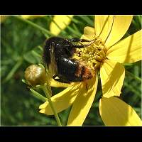 picture of Stone Bumblebee