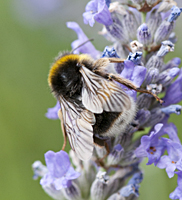 foto Veldhommel