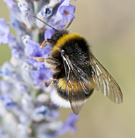 foto Veldhommel