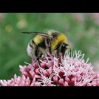 picture Bombus lucorum