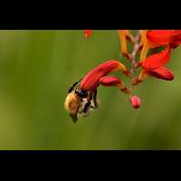 foto Bombus pascuorum