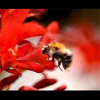 picture Bombus pascuorum