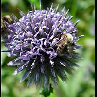 foto Bombus pascuorum