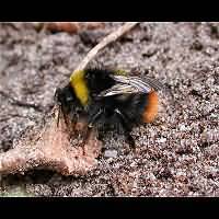 photograph Bombus pratorum