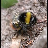 foto Bombus pratorum