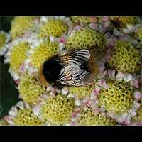 foto Bombus pratorum