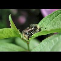 photograph Bombus ruderarius