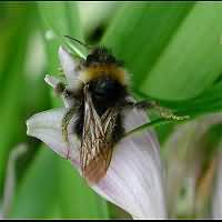 foto Bombus Sylvestris