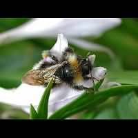 foto Vierkleurige Koekoekhommel