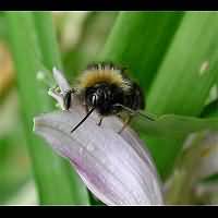 foto Bombus sylvestris