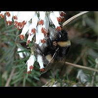 foto Bombus terrestris