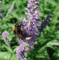 photograph Bombus vestalis