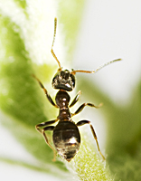 foto van Zwarte Wegmier, Lasius niger