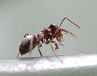 picture Black Garden Ant