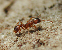 photograph Myrmica rubra