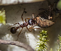 foto Myrmica ruginodis