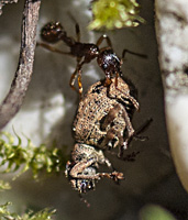 foto van Bossteekmier , Myrmica ruginodis