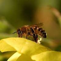 foto Apis mellifera