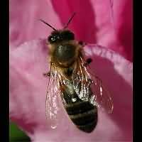 Photograph of a Bee