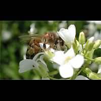 picture Honeybee