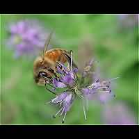 picture Honeybee