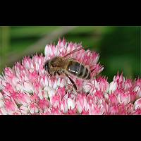 foto Apis mellifera