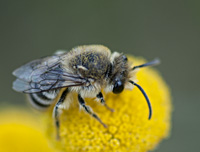 foto van Wormkruidbij, Colletes daviesanus