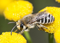 foto van Wormkruidbij, Colletes daviesanus