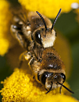 foto van Wormkruidbij, Colletes daviesanus