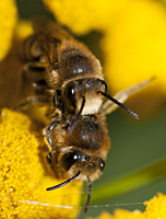 foto van Wormkruidbij, Colletes daviesanus