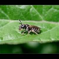 foto Lasioglossum sexstrigatum