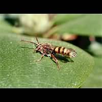 photograph Nomada ruficornis