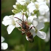 picture Red Solitary Bee