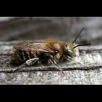 foto Osmia caerulescens