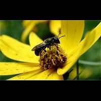 foto Osmia niveata