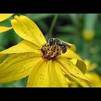 picture Osmia niveata