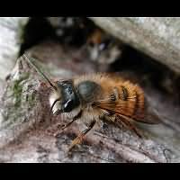 foto Osmia rufa