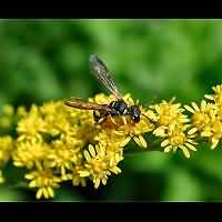 foto Cerceris quadricincta