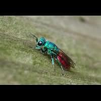 Photograph of a parasitic wasp