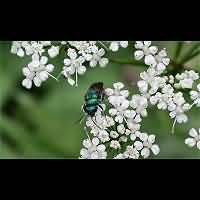 foto Chrysis ignata