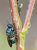 foto van Pseudomalus violaceus