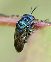 foto van Pseudomalus violaceus