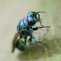 foto van Pseudomalus violaceus