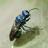 foto van Pseudomalus violaceus