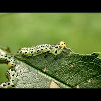 picture of Large Rose Sawfly, Arge pagana