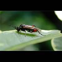 photograph Macrophya punctumalbum