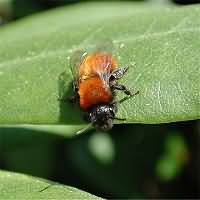 foto Andrena armata